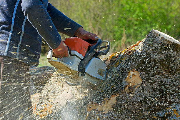 How Our Tree Care Process Works  in  North Hills, NY